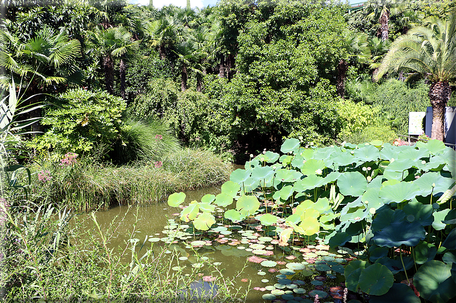 foto Giardini Trauttmansdorff - Giardini acquatici